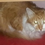 Подробнее об объявлении «Пропал кот пушистый кот  Москва» Фото: пропала кошка Сибирская «Пропал кот пушистый кот  Москва» в г. Москва