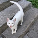 Подробнее об объявлении «Найдена кошка Курган» Фото: найдена кошка  «Найдена кошка Курган» в г. Курган