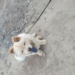 Подробнее об объявлении «Найдена собака кобель собачка. чау-ча Тюмень» Фото: найдена собака Чау-чау «Найдена собака кобель собачка. чау-ча Тюмень» в г. Тюмень