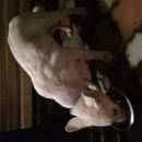 Подробнее об объявлении «Санкт-Петербург Пропала собака» Фото: пропала собака  «Санкт-Петербург Пропала собака» в г. Санкт-Петербург