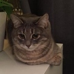 Подробнее об объявлении «Пропала кошка Москва» Фото: пропала кошка  «Пропала кошка Москва» в г. Москва