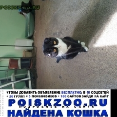 Подробнее об объявлении «Москва Найдена кошка» Фото: найдена кошка Британская короткошерстная «Москва Найдена кошка» в г. Москва