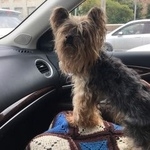 Подробнее об объявлении «Найдена собака кобель йорк, кобель, есть клеймо Вороново» Фото: найдена собака Йоркширский терьер «Найдена собака кобель йорк, кобель, есть клеймо...» в г. Вороново