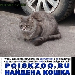 Подробнее об объявлении «Москва Найден кот крупный, серый, пушистый кот» Фото: найдена кошка  «Москва Найден кот крупный, серый, пушистый кот» в г. Москва
