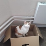 Подробнее об объявлении «Электроугли Пропал кот» Фото: пропала кошка  «Электроугли Пропал кот» в г. Электроугли