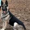 Подробнее об объявлении «Пропала собака кобель Новосибирск» Фото: пропала собака Восточно-европейская овчарка «Пропала собака кобель Новосибирск» в г. Новосибирск