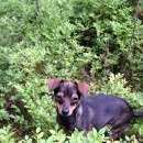 Подробнее об объявлении «Пропала собака Санкт-Петербург» Фото: пропала собака Той-терьер «Пропала собака Санкт-Петербург» в г. Санкт-Петербург