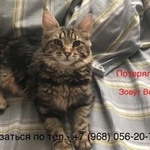 Подробнее об объявлении «Пропала кошка Москва» Фото: пропала кошка Мейн-кун «Пропала кошка Москва» в г. Москва