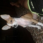 Подробнее об объявлении «Пропала собака Электросталь» Фото: пропала собака Той-терьер «Пропала собака Электросталь» в г. Электросталь