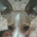 Подробнее об объявлении «Пропала собака той девочка Электросталь» Фото: пропала собака Русский той-терьер «Пропала собака той девочка Электросталь» в г. Электросталь