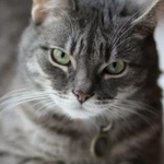 Подробнее об объявлении «Пропал кот свао, м алексеевская, м вднх Москва» Фото: пропала кошка  «Пропал кот свао, м алексеевская, м вднх Москва» в г. Москва