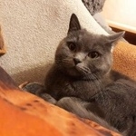 Подробнее об объявлении «Петрозаводск Пропал кот» Фото: пропала кошка Британская короткошерстная «Петрозаводск Пропал кот» в г. Петрозаводск