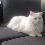 Подробнее об объявлении «Москва Найден кот в электричке» Фото: найдена кошка  «Москва Найден кот в электричке» в г. Москва