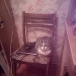 Подробнее об объявлении «Пропала кошка Симферополь» Фото: пропала кошка  «Пропала кошка Симферополь» в г. Симферополь