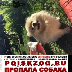 Подробнее об объявлении «Пропала собака кобель немецкий шпиц. Санкт-Петербург» Фото: пропала собака Немецкий шпиц «Пропала собака кобель немецкий шпиц....» в г. Санкт-Петербург