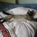 Подробнее об объявлении «Ангарск Пропал кот» Фото: пропала кошка Сиамская «Ангарск Пропал кот» в г. Ангарск