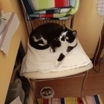 Подробнее об объявлении «Найдена кошка Мытищи» Фото: найдена кошка  «Найдена кошка Мытищи» в г. Мытищи