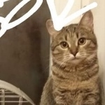 Подробнее об объявлении «Пропала кошка зовут буся Щелково» Фото: пропала кошка  «Пропала кошка зовут буся Щелково» в г. Щелково