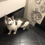 Подробнее об объявлении «Москва Найден кот» Фото: найдена кошка  «Москва Найден кот» в г. Москва
