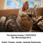 Подробнее об объявлении «Пропала кошка Самара» Фото: пропала кошка  «Пропала кошка Самара» в г. Самара