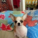 Подробнее об объявлении «Пропала собака Орехово-Зуево» Фото: пропала собака Чихуахуа «Пропала собака Орехово-Зуево» в г. Орехово-Зуево