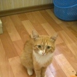 Подробнее об объявлении «Найден кот молодой кот Оренбург» Фото: найдена кошка  «Найден кот молодой кот Оренбург» в г. Оренбург