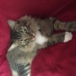 Подробнее об объявлении «Москва Найдена кошка» Фото: найдена кошка  «Москва Найдена кошка» в г. Москва