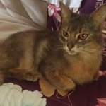 Подробнее об объявлении «Москва Найдена кошка, замоскворечье» Фото: найдена кошка  «Москва Найдена кошка, замоскворечье» в г. Москва