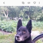 Подробнее об объявлении «Пропала собака кобель Санкт-Петербург» Фото: пропала собака  «Пропала собака кобель Санкт-Петербург» в г. Санкт-Петербург