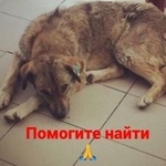 Подробнее об объявлении «Пропала собака Ростов-на-Дону» Фото: пропала собака  «Пропала собака Ростов-на-Дону» в г. Ростов-на-Дону