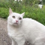 Подробнее об объявлении «Москва Найдена кошка  микрорайон северное чертаново» Фото: найдена кошка  «Москва Найдена кошка  микрорайон северное...» в г. Москва