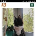 Подробнее об объявлении «Екатеринбург Пропала кошка потеряли кошечку» Фото: пропала кошка  «Екатеринбург Пропала кошка потеряли кошечку» в г. Екатеринбург