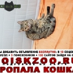 Подробнее об объявлении «Пропала кошка Москва» Фото: пропала кошка  «Пропала кошка Москва» в г. Москва