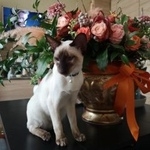 Подробнее об объявлении «Пропал кот Москва» Фото: пропала кошка Ориентальная (восточная короткошерстная) «Пропал кот Москва» в г. Москва