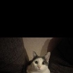 Подробнее об объявлении «Пропал кот в районе м. кузьминки Москва» Фото: пропала кошка  «Пропал кот в районе м. кузьминки Москва» в г. Москва