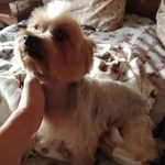 Подробнее об объявлении «Пропала собака Хабаровск» Фото: пропала собака Йоркширский терьер «Пропала собака Хабаровск» в г. Хабаровск