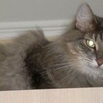 Подробнее об объявлении «Пропала кошка домашняя кошка матильда (мотя) Москва» Фото: пропала кошка  «Пропала кошка домашняя кошка матильда (мотя)...» в г. Москва