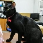 Подробнее об объявлении «Пропал кот Москва» Фото: пропала кошка  «Пропал кот Москва» в г. Москва