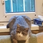 Подробнее об объявлении «Пропал кот без глаз Москва» Фото: пропала кошка  «Пропал кот без глаз Москва» в г. Москва