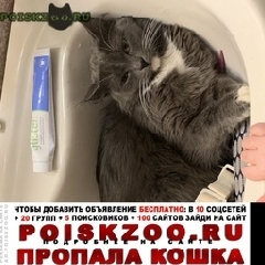 Подробнее об объявлении «Екатеринбург Пропала кошка» Фото: пропала кошка  «Екатеринбург Пропала кошка» в г. Екатеринбург