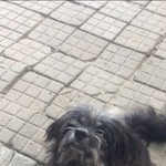 Подробнее об объявлении «Анапа Пропала собака кобель» Фото: пропала собака  «Анапа Пропала собака кобель» в г. Анапа