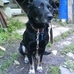 Подробнее об объявлении «Пропала собака кобель, станция бекасово Нарофоминск» Фото: пропала собака  «Пропала собака кобель, станция бекасово...» в г. Нарофоминск