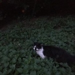 Подробнее об объявлении «Москва Найдена кошка» Фото: найдена кошка  «Москва Найдена кошка» в г. Москва