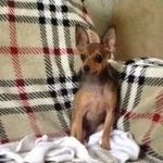 Подробнее об объявлении «Геленджик Пропала собака кобель» Фото: пропала собака Той-терьер «Геленджик Пропала собака кобель» в г. Геленджик