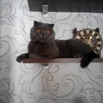 Подробнее об объявлении «Пропал кот Михайлов» Фото: пропала кошка Британская короткошерстная «Пропал кот Михайлов» в г. Михайлов