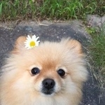 Подробнее об объявлении «Пропала собака Санкт-Петербург» Фото: пропала собака Померанский шпиц «Пропала собака Санкт-Петербург» в г. Санкт-Петербург