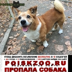 Подробнее об объявлении «Пропала собака кобель внимание Голицыно (Московская обл.)» Фото: пропала собака Вельш корги «Пропала собака кобель внимание Голицыно...» в г. Голицыно (Московская обл.)