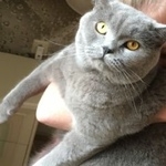 Подробнее об объявлении «Пропал кот любимиц Анапа» Фото: пропала кошка Британская короткошерстная «Пропал кот любимиц Анапа» в г. Анапа