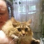 Подробнее об объявлении «Москва Найдена кошка» Фото: найдена кошка  «Москва Найдена кошка» в г. Москва
