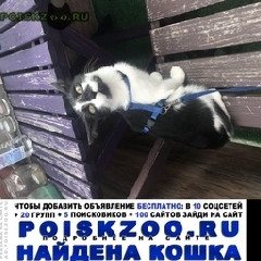 Подробнее об объявлении «Москва Найдена кошка» Фото: найдена кошка  «Москва Найдена кошка» в г. Москва